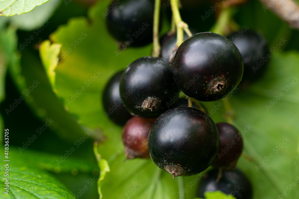 Ripe black currant berries hanging on branch of berry bush in the countryside garden, harvesting and cultivation Ripe black currant berries hanging on branch of berry bush in the countryside garden, harvesting and cultivation