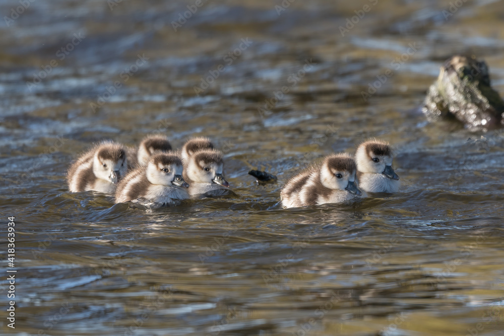 Egyptian goslings