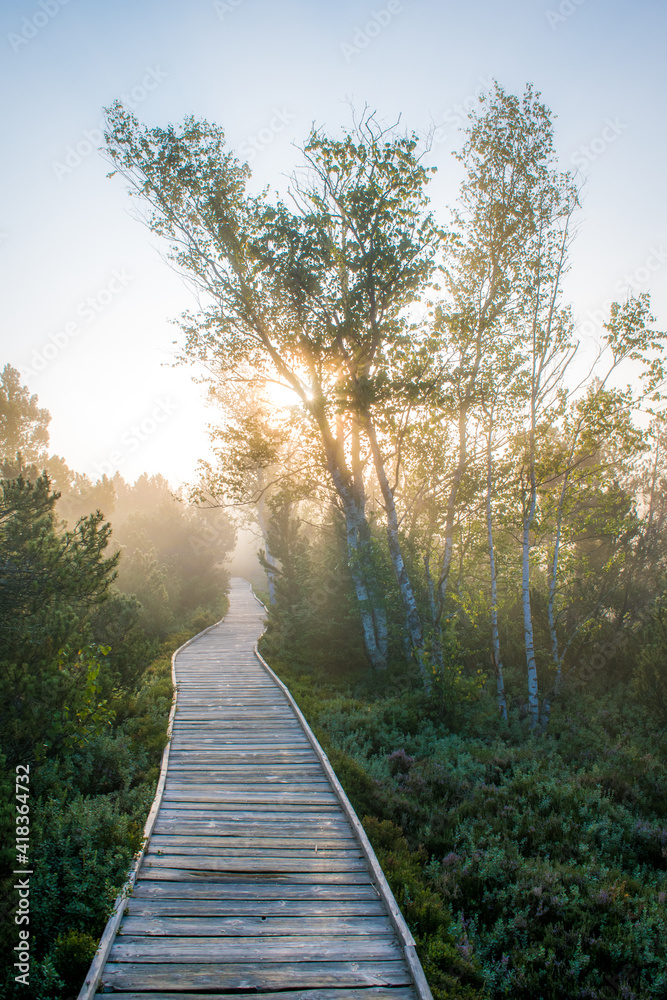 Fototapeta premium Šumava - Chalupská slať - Czechia