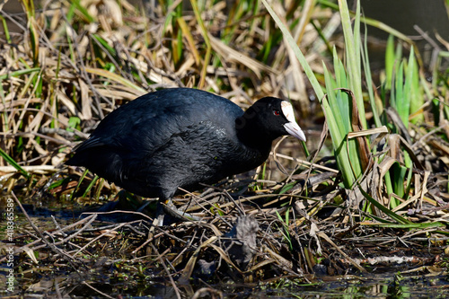 Blässhuhn, Blässralle // Eurasian coot (Fulica atra) photo