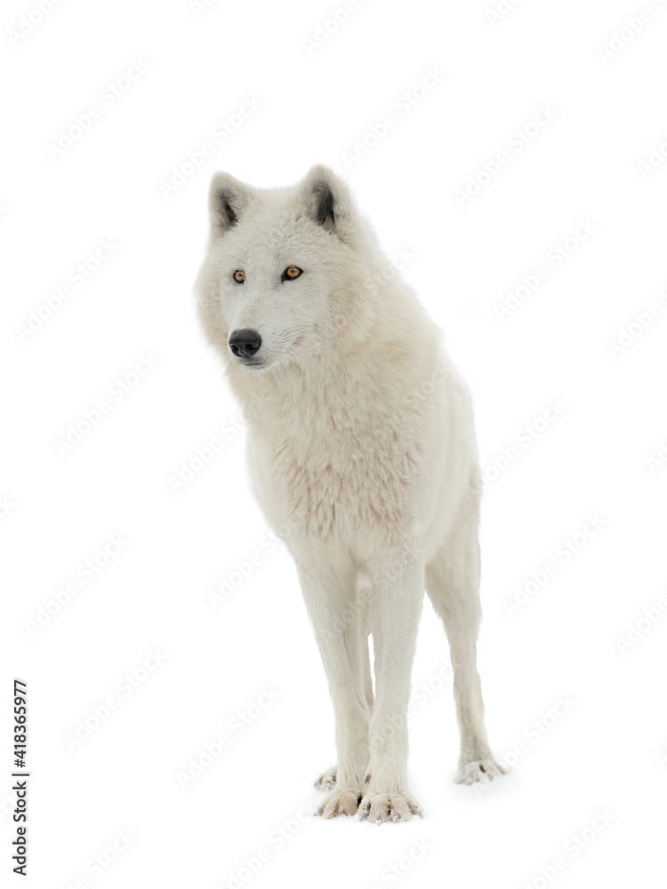 Polar white wolf isolated on white background Polar white wolf isolated on white background