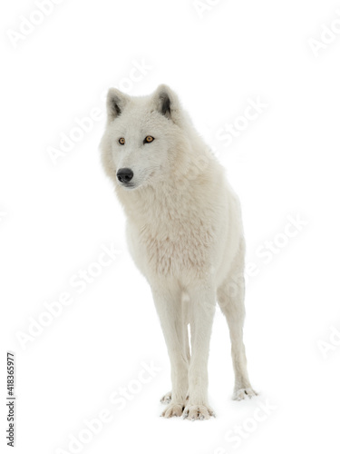 Polar white wolf isolated on white background
