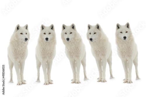 pack of polar wolves isolated on white background