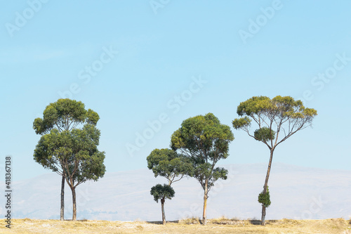 Landscape scene composed of five lonely eucalyptus trees on a plateau, photo taken in the district of Sicaya. Huancayo - Peru