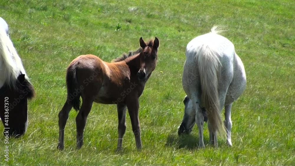 Wild horses on a mountain meadow foal and mother, тwo wild horses, brown and white, on mountain green meadow Wild horses on a mountain meadow foal and mother, тwo wild horses, brown and white, on mountain green meadow