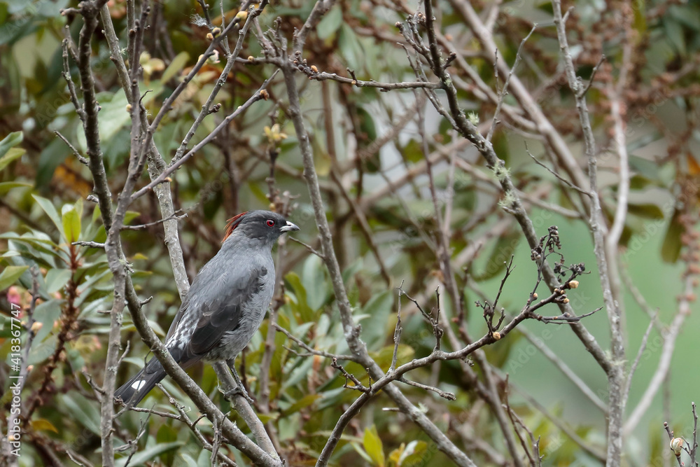 Obraz premium RED-CRESTED COTINGA (Ampelion rubrocristatus) Diffuse behind the undergrowth, a red-crested cotinga perched among the branches stands out. Huancayo - Peru