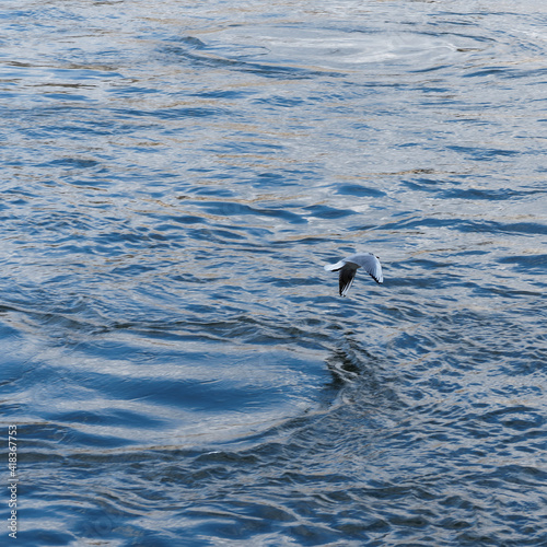 (Chroicocephalus ridibundus)  Lachmöwe im Sommerkleid mit dunkel schwarzbraun Kopf, fliegt tief über das Wasser