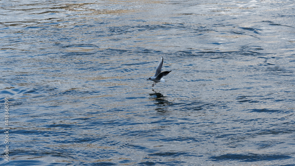 (Chroicocephalus ridibundus) Lachmöwe im Sommerkleid mit dunkel schwarzbraun Kopf, fliegt tief über das Wasser (Chroicocephalus ridibundus) Lachmöwe im Sommerkleid mit dunkel schwarzbraun Kopf, fliegt tief über das Wasser