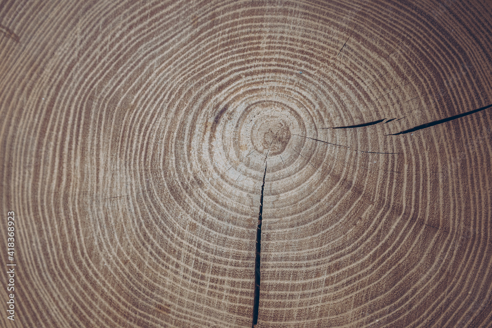 Naklejka premium Cross section of tree trunk showing growth rings