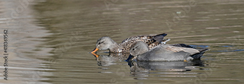 Schnatterente - Pärchen // Gadwall - couple (Mareca strepera)  photo