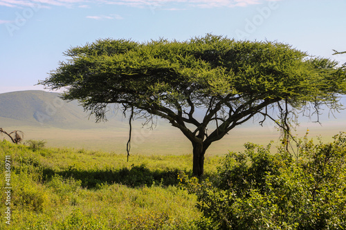 Acacia tree in savannah, Tanzania