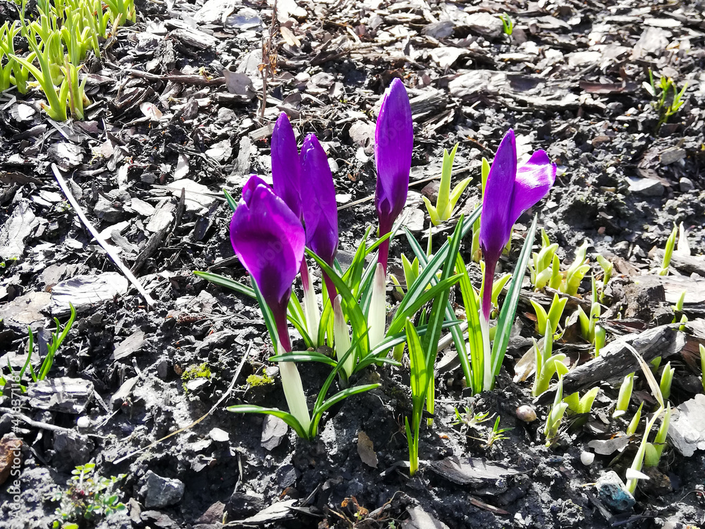 Crocuses - first spring colorful flowers bring nature awakening and hope for a better tomorrow