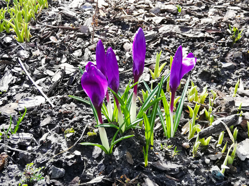 Obraz na płótnie Crocuses - first spring colorful flowers bring nature awakening and hope for a better tomorrow w salonie