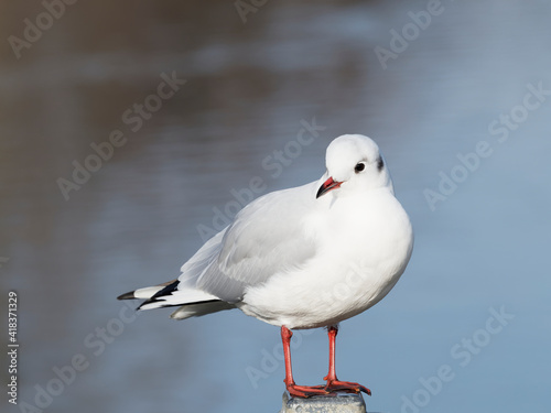 (Chroicocephalus ridibundus) Lachmöwe im Winterkleid