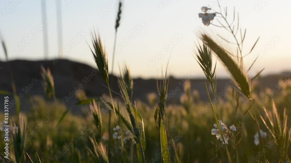 spikelets stir in the wind in the rays of sunset. soft selective focus. spikelets stir in the wind in the rays of sunset. soft selective focus.