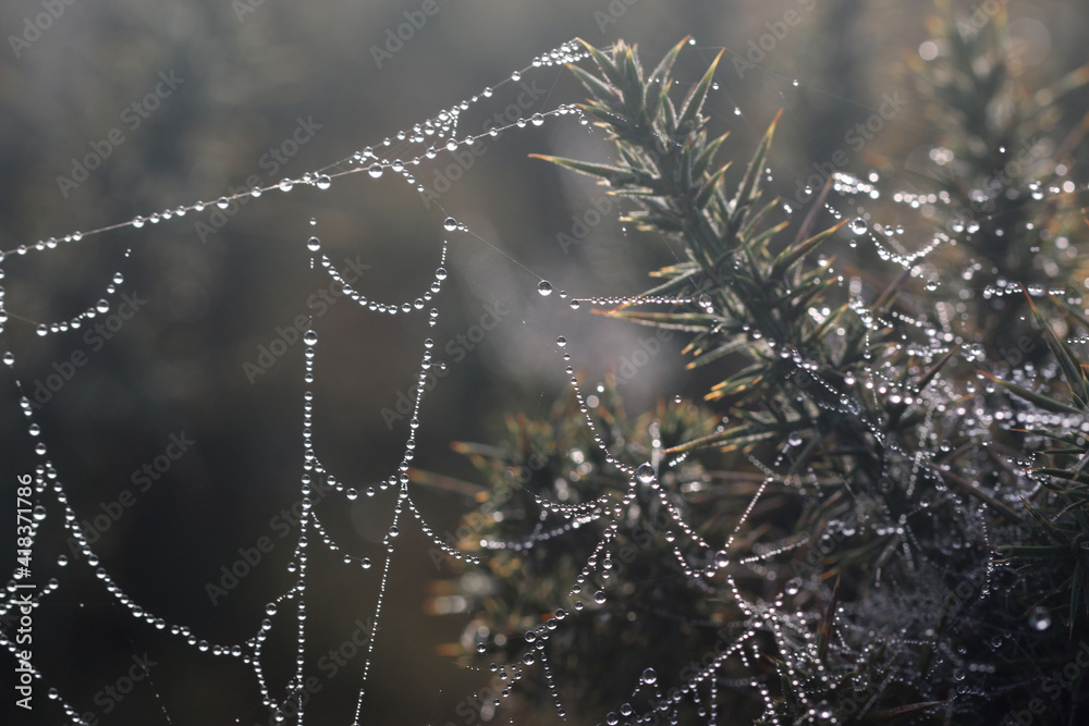	
spider web with dew drops	