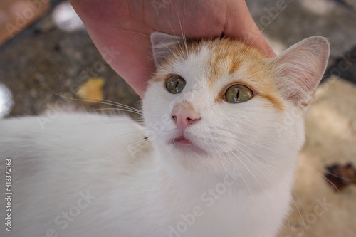 Gato siendo acariciado por su dueño