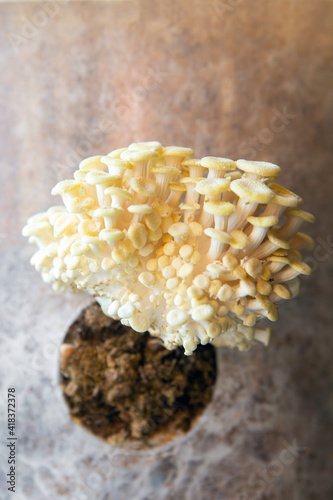 Golden Oyster fungiculture, mushrooms growing up photo