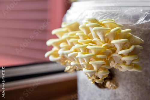 Pleurotus citrinopileatus growing up, fungiculture and selfmade mushrooms photo