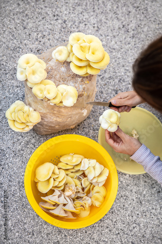 Fungiculture at home or on a mushroom farm, woman is harvesting golden oyster, topview photo