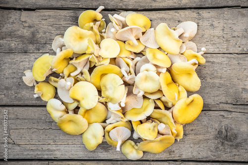 Fresh raw golden oyster mushrooms on wooden table, Pleurotus citrinopileatus photo