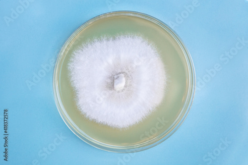 a petri or culture dish with growing fungal or mushroom mycelium photo