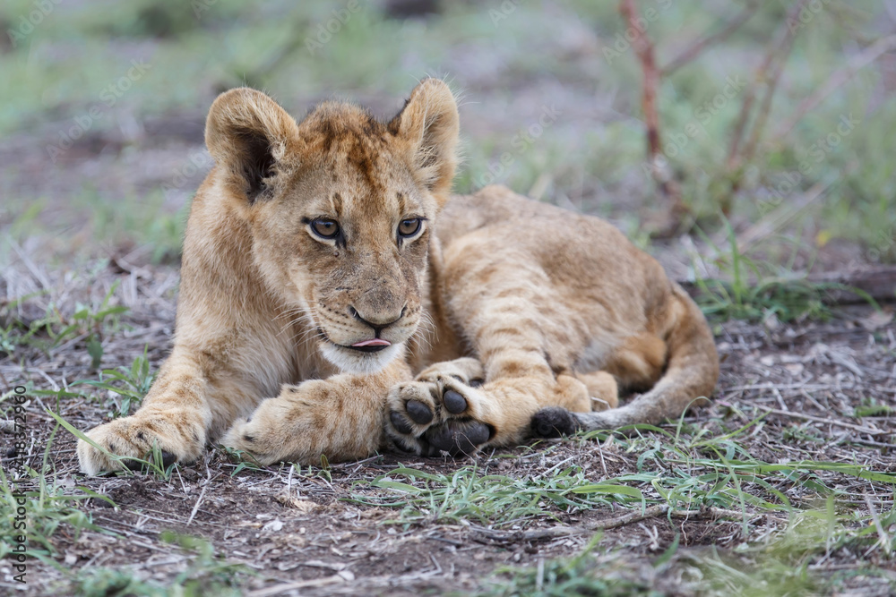 Lion cub resting in the bush of Sabi Sands Game Reserve in South Africa Lion cub resting in the bush of Sabi Sands Game Reserve in South Africa