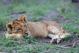 Lion cub resting in the bush of Sabi Sands Game Reserve in South Africa