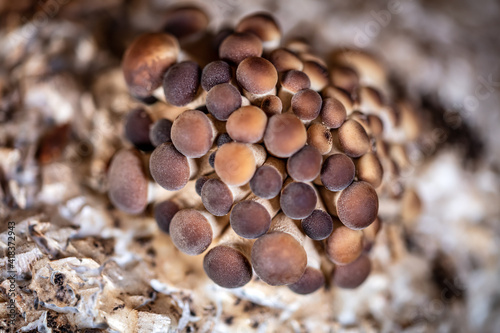 fungiculture at home or on a mushroom farm, Agrocybe aegerita photo