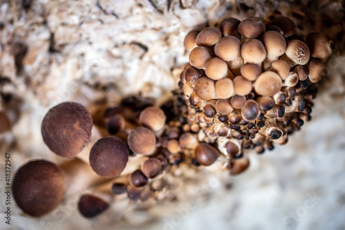 fungiculture at home or on a mushroom farm, Agrocybe aegerita photo