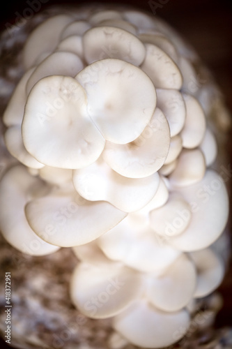 fungiculture at home or on a mushroom farm, Hypsizygus ulmarius