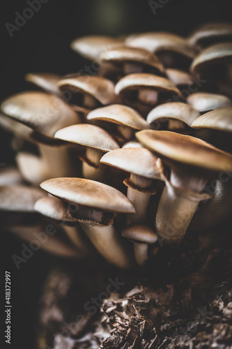 fungiculture at home or on a mushroom farm, Agrocybe aegerita