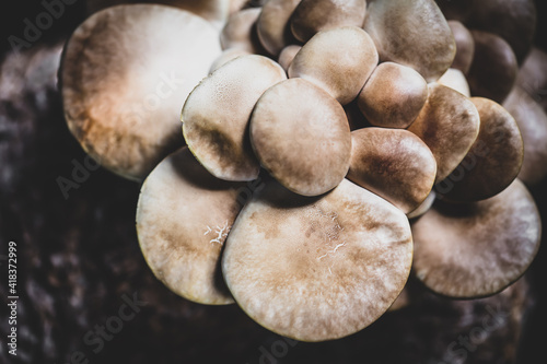 fungiculture at home or on a mushroom farm, Agrocybe aegerita photo