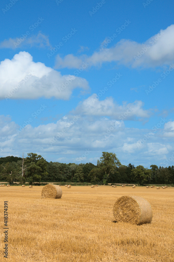 Straw bales in a summertime field.