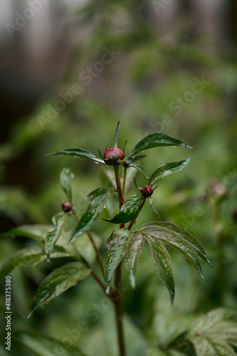 Chinese peonies blooming in a garden in the backyard in June in rain photo