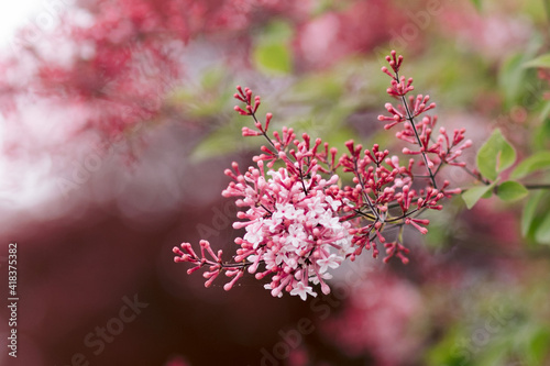 Light pink crabapple blossoms on a branch on a tree in springtime photo