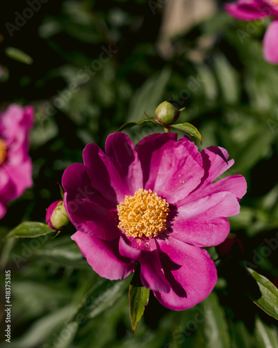 Chinese peonies blooming in a garden in the backyard in June photo