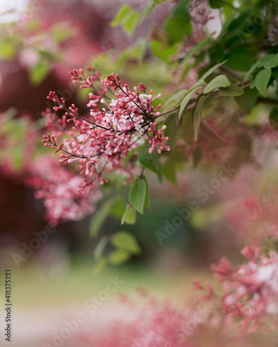 Deep red crabapple blossoms on a tree in springtime photo