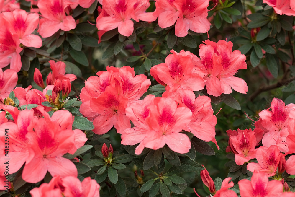 Blooming rose bush azaleas, pink exotic spring flowers Blooming rose bush azaleas, pink exotic spring flowers