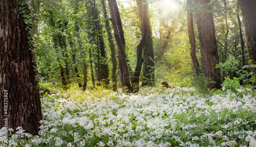 Fototapeta Naklejka Na Ścianę i Meble -  spring flowers in the forest