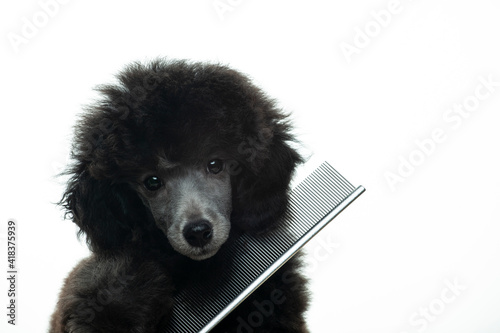 image of dog hairbrush white background 