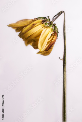 Small single yellow wilting flower