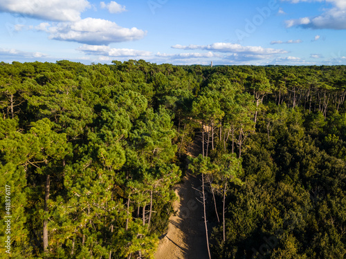 vue aerienne foret de pin