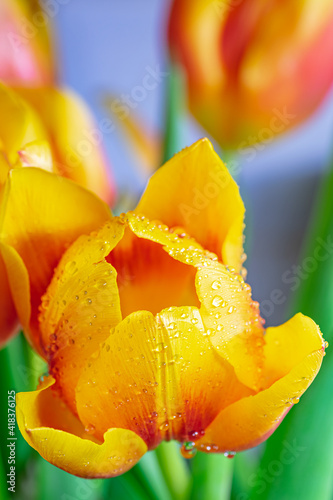 Macro shot of Tulip flower with water droplets on the leaf petals.