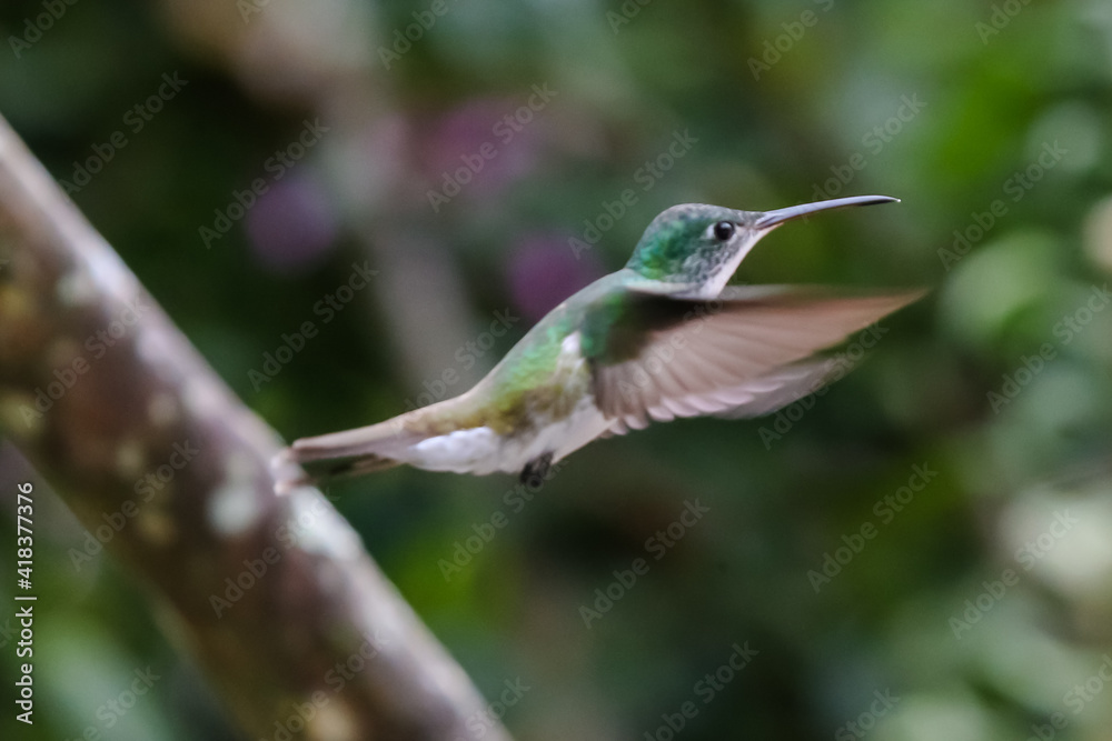 Fototapeta premium Hummingbirds in Ecuador's Cloud Forest