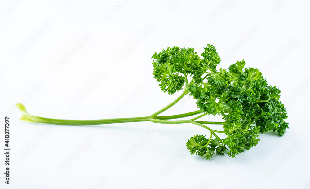 Fresh parsley on white background Fresh parsley on white background