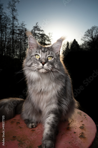 silver tabby maine coon cat sitting on rusty garden table outdoors in nature with forest treeline in the background