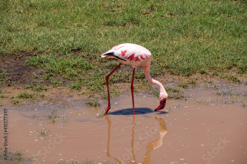 pink flamingo on safari in in the Tarangire national park  Tanzania