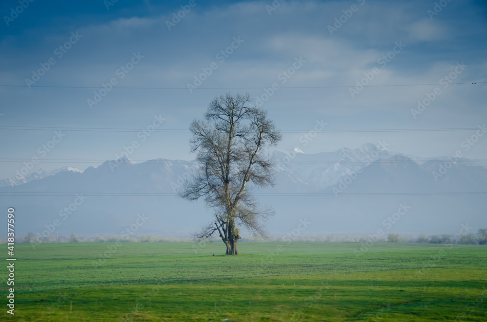 Only tree at an open field with blue sky . The only tree in the field . solitary tree on grassy hill and blue sky with clouds in the background . Only tree at an open field with blue sky . The only tree in the field . solitary tree on grassy hill and blue sky with clouds in the background .