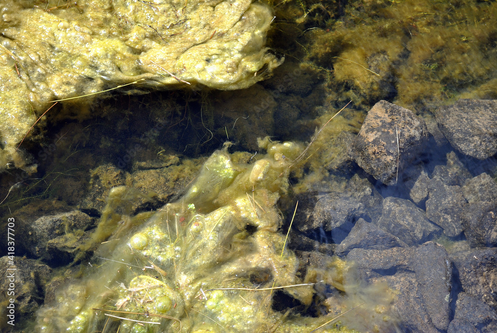Algae Covered Bed of Canal seen Through Clear Waters Algae Covered Bed of Canal seen Through Clear Waters